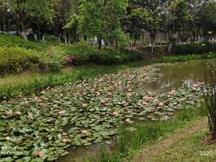 -东莞植物园