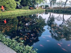 -西湖外事游船(花港观鱼码头)