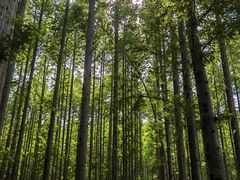 -黄海国家森林公园