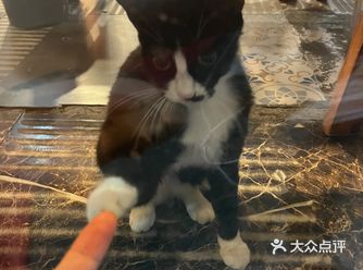 和小黑猫 give me five成功！