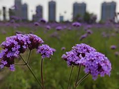 -哈尔滨音乐公园