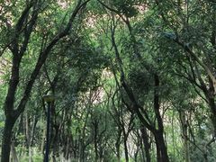 -燕晗山郊野公园
