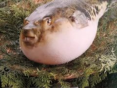 -玄品河豚(那覇國際通里之関)