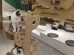-飞行喵MR PILOT|猫舍·猫咖(静安大融城店)