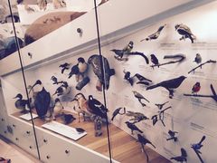 -墨尔本博物馆(Melbourne Museum)
