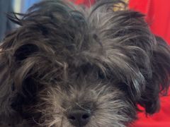 -伟伟宠物医院·CT影像中心·瑞派犬猫综合性门诊(汉口总院)