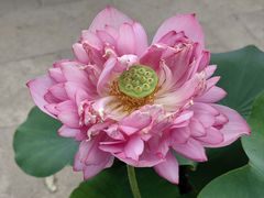 -莲花池公园