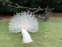 -广州长隆飞鸟乐园