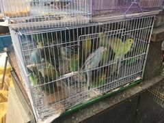 -万商花鸟市场