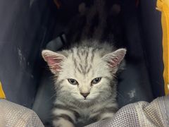 -瑞派长江宠物医院·猫科·外科·24小时夜护(谊城公寓分院)