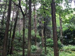 -潜山国家森林公园