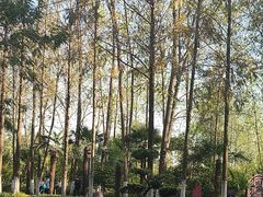 -合肥滨湖国家森林公园