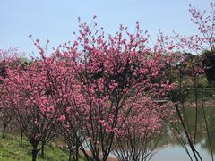 -常德桃花源景区