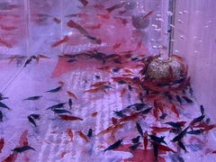 -中环花鸟鱼虫市场