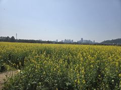 -光明小镇欢乐田园