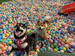 -宠乐会宠物乐园