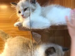 -猫十亿·布偶金渐层·曼基康矮脚猫舍(青年路店)