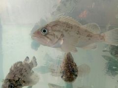 -福鑫源海鲜烧烤