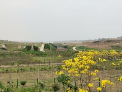 -空港花田景区