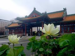 -莲花池公园
