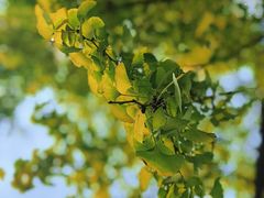 -三里屯东五街银杏大道