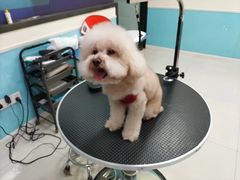 -天宠宠物医院24小时·急重症诊疗中心·全科·腔镜特色(和平分院)