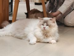 -藏猫猫咖啡主题馆(中央大道店)