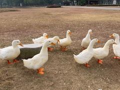 -Club Med地中海俱乐部·桂林度假村