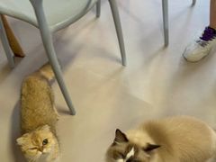 -豆逗聊愈猫阁Easy Life