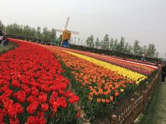 -荷兰花海