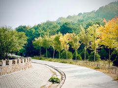 -北京西山国家森林公园