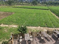 -田园东方蜜桃村的田野营地