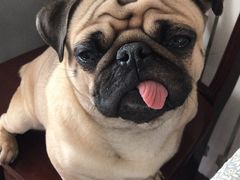 -芭比堂动物医院·犬猫全科·异宠专科(雁塔分院)