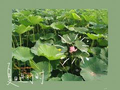 -莲花池公园