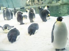 -珠海长隆海洋王国