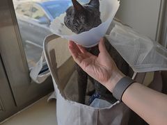 -北京观赏动物医院·24小时大型综合·猫专科·异宠专科