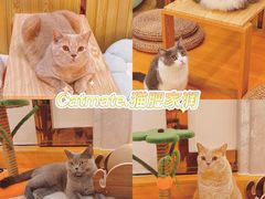 -Catmate·猫肥家润(金润铂宫店)