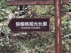 -大岭沟猕猴桃谷风景区