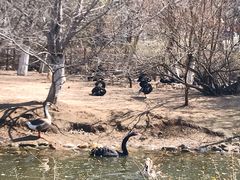 -长白岛森林公园