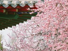 -桃花堤公园