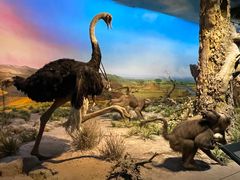 -国家自然博物馆