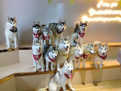 -Husky Go! 哈士奇体验馆·宠物咖啡厅狗咖