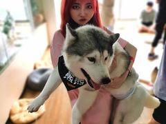 熊熊-Husky Go! 哈士奇体验馆·宠物咖啡厅狗咖