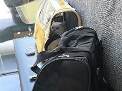 -伟伟宠物医院·瑞派猫友好医院·猫科(光谷店)