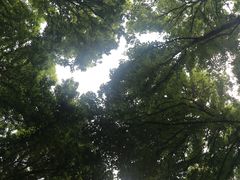 -素山寺森林公园