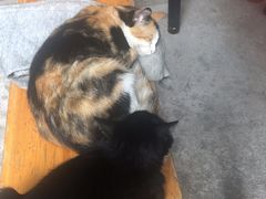 -新疆狼爷烤肉(宋庄店)