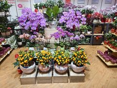 -昌大昌(清远顺盈店)
