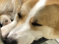 -怪兽屋·羊驼·猫咖·狗咖(俊华广场店)