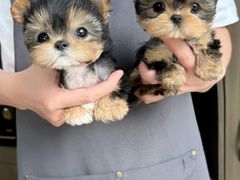 -萌宠之家·腊肠犬·马尔泰·小体犬舍