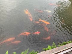 -西湖外事游船(花港观鱼码头)